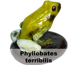Boton Phyllobates terribilis