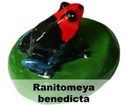 Boton Ranitomeya benedicta