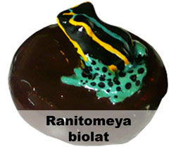 Boton Ranitomeya biolat