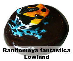 Boton Ranitomeya fantastica Lowland