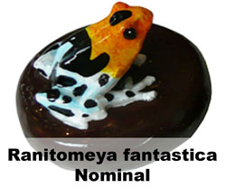 Boton Ranitomeya fantastica Nominal