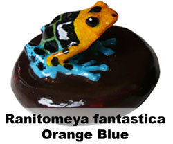Boton Ranitomeya fantastica Orange Blue