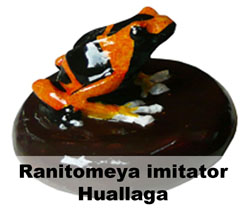 Boton Ranitomeya imitator Huallaga