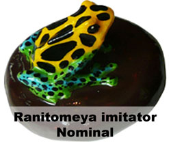 Boton Ranitomeya imitator Nominal
