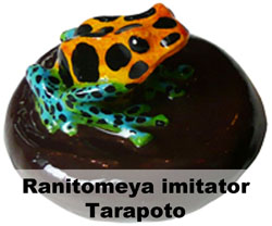 Boton Ranitomeya imitator Tarapoto