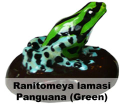 Boton Ranitomeya lamasi Panguana Verde