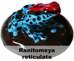 Boton Ranitomeya reticulata