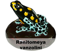 Boton Ranitomeya vanzolini