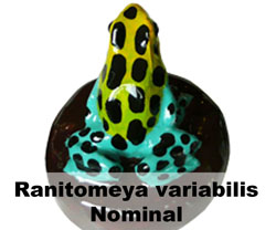 Boton Ranitomeya variabilis Nominal
