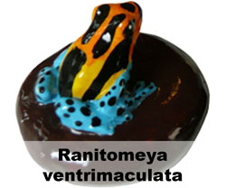 Boton Ranitomeya ventrimaculata