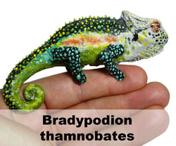 Boton Bradypodion thamnobates