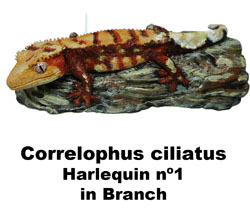 Boton C ciliatus Harlequin Branch