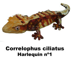 Boton C ciliatus Harlequin
