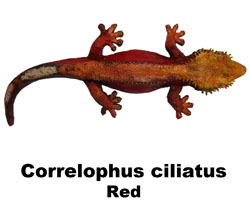 Boton C ciliatus Red