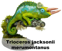 Boton Trioceros jacksonii merumontanus Branche