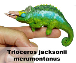 Boton Trioceros jacksonii merumontanus