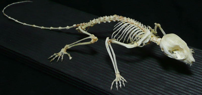 Petaurus breviceps 2004 - 02 Ret Peq