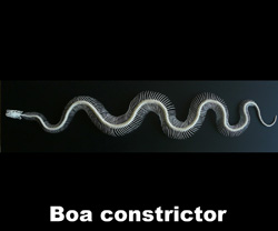 Boton Boa constrictor 2015 B - 120 cm