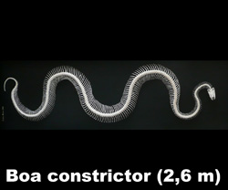 Boton Boa constrictor 2015 C