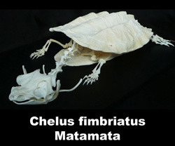 Boton Chelus fimbriatus Matamata 2015