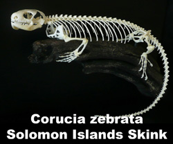 Boton Corucia zebrata 2016 rama