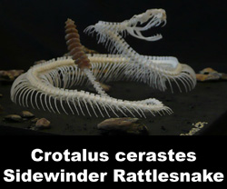 Boton Crotalus cerastes 2015