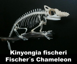 Boton Kinyongia fischeri 2016