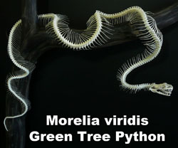 Boton Morelia viridis 2015 A