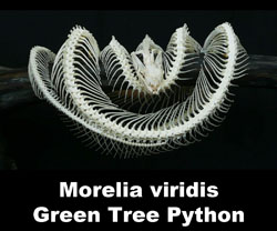 Boton Morelia viridis Rama 2015-A