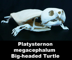 Boton Platysternon megacephalum