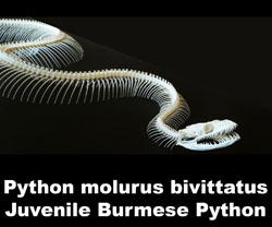 Boton Python mulurus Juvenil 2015