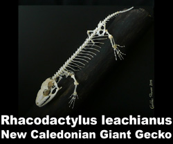 Boton Rhacodactylus leachianus 2016B