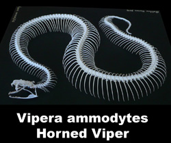 Boton Vipera ammodytes 2015 A