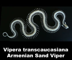 Boton Vipera ammodytes transcaucasiana