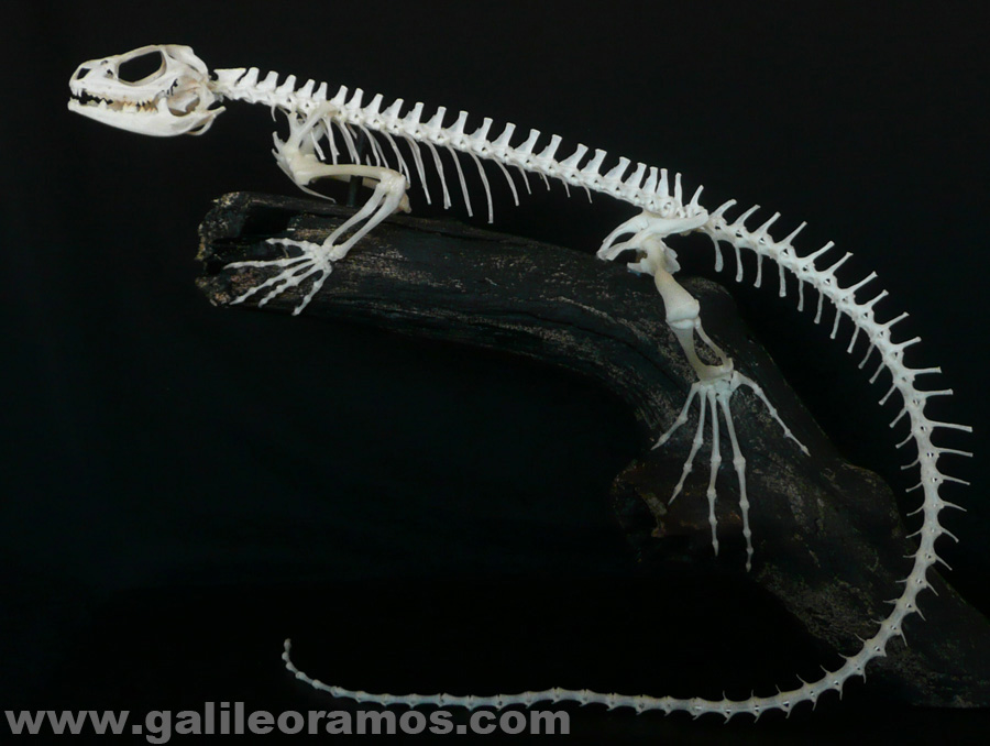 Hydrosaurus sp 2016 01 Skeleton