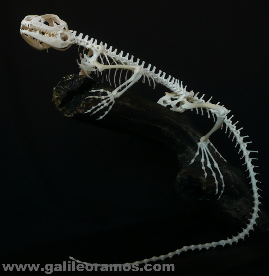 Hydrosaurus sp 2016 03 Skeleton