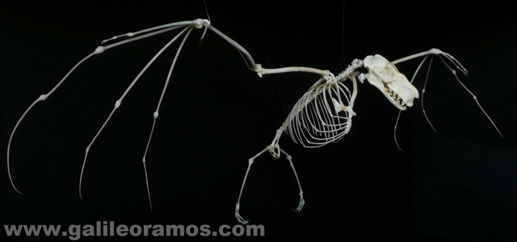 Hypsignathus monstrosus 2016 05 Skeleton