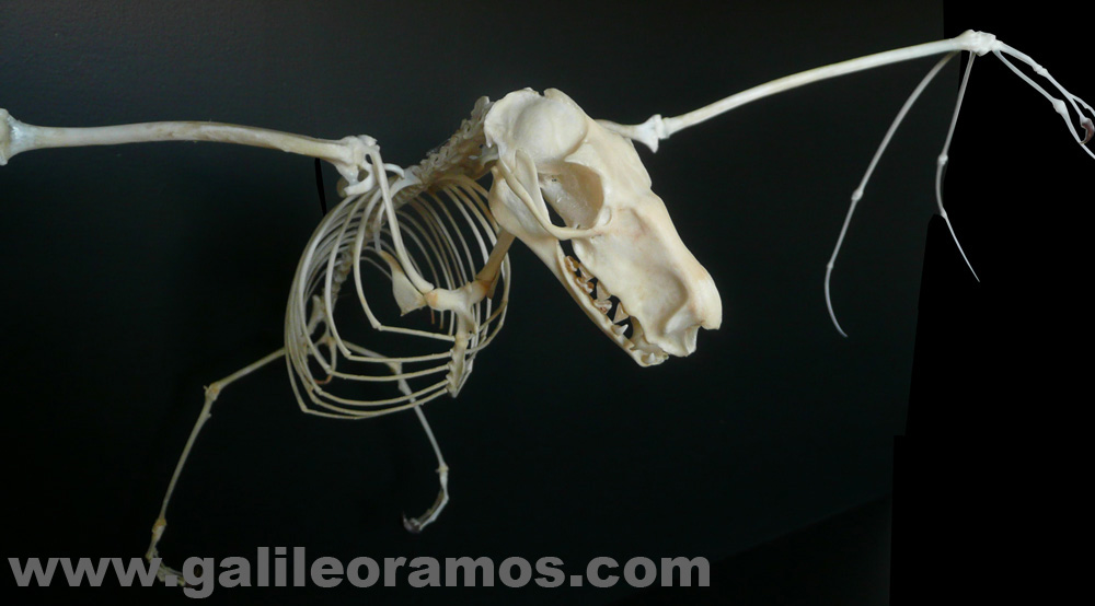 Hypsignathus monstrosus 2016 06 Skeleton