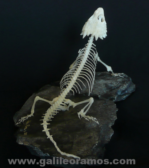 Smaug giganteus 2016 06 Skeleton