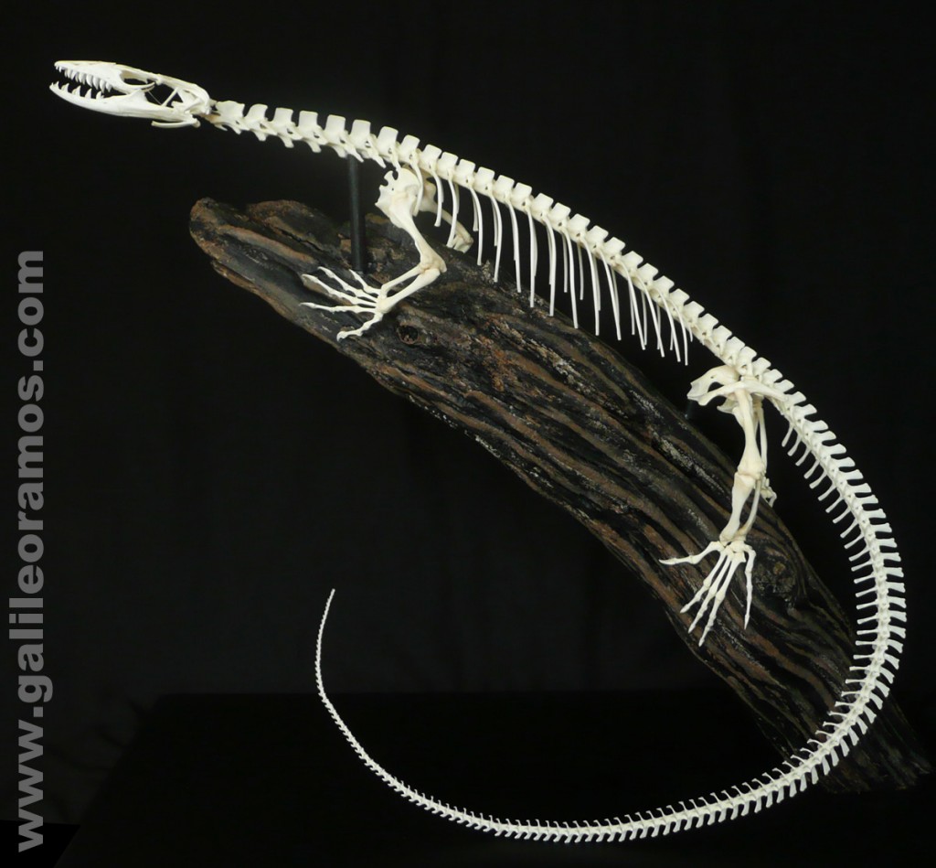 Varanus yuwonoi 2016 02 Skeleton