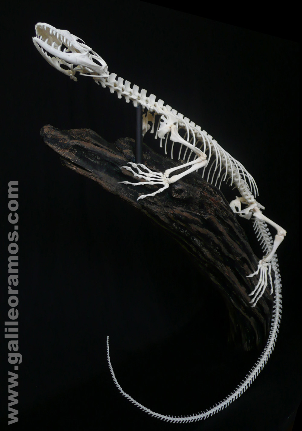 Varanus yuwonoi 2016 15 Skeleton