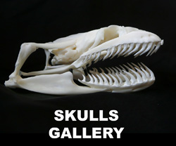 Boton Skulls Gallery