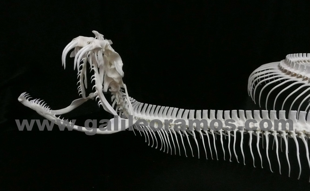 Bitis gabonica 2017 - 09 Skeleton