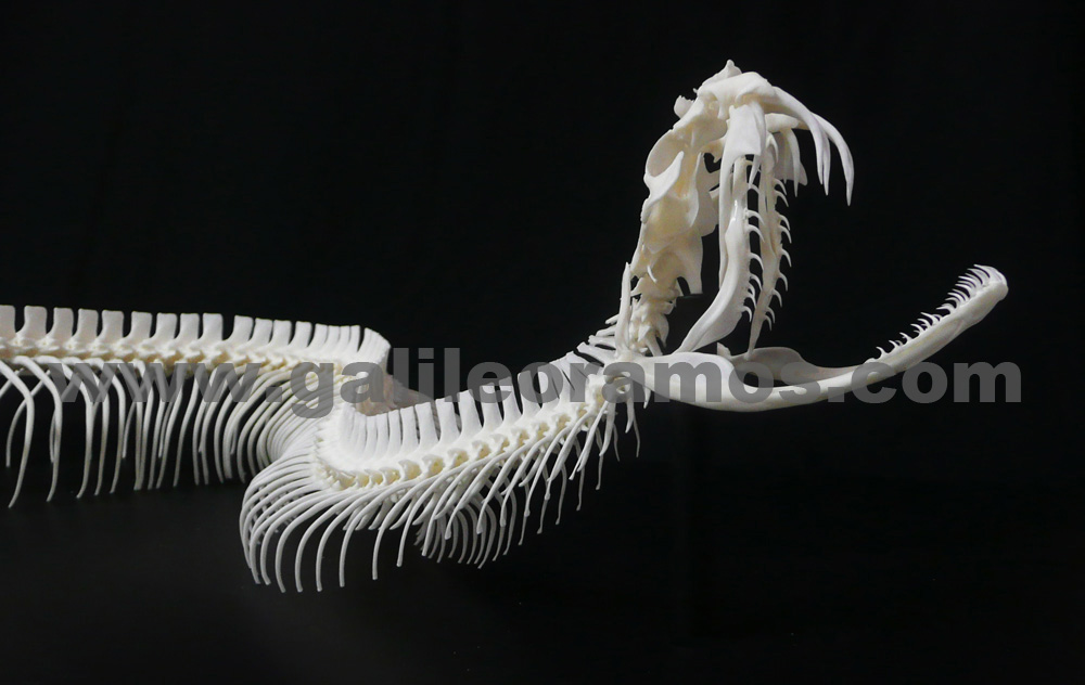 Bitis gabonica 2017 - 16 Skeleton