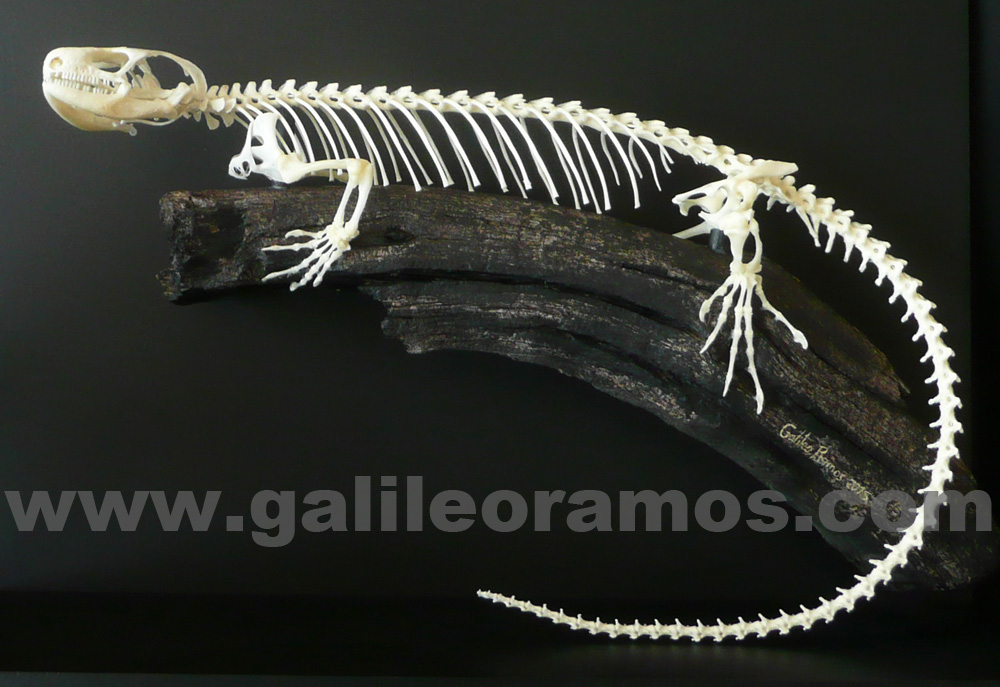 Corucia zebrata 2016 rama 06 Skeleton