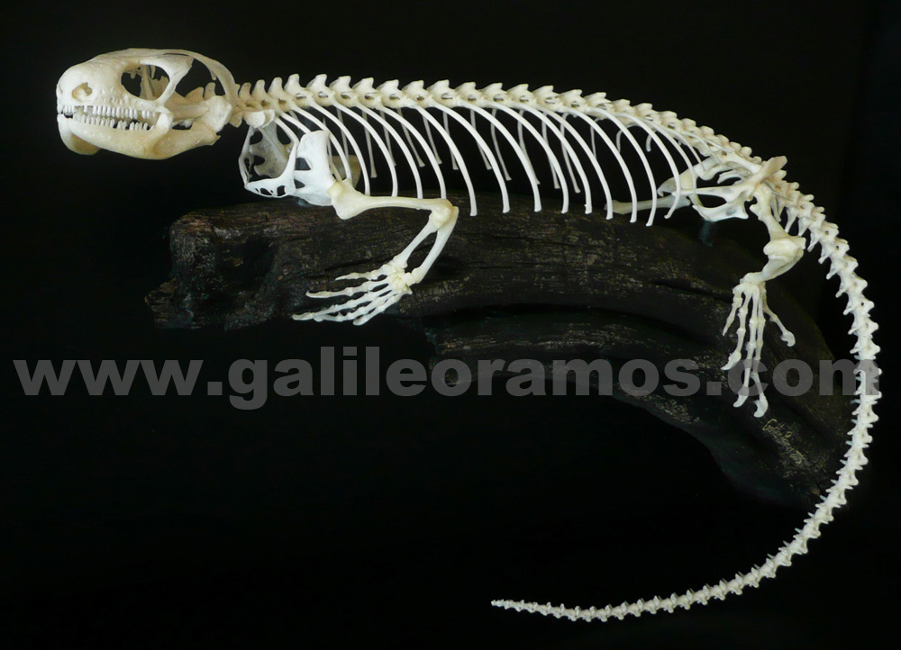 Corucia zebrata 2016 rama 08 Skeleton