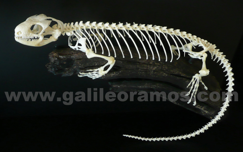 Corucia zebrata 2016 rama 09 Skeleton