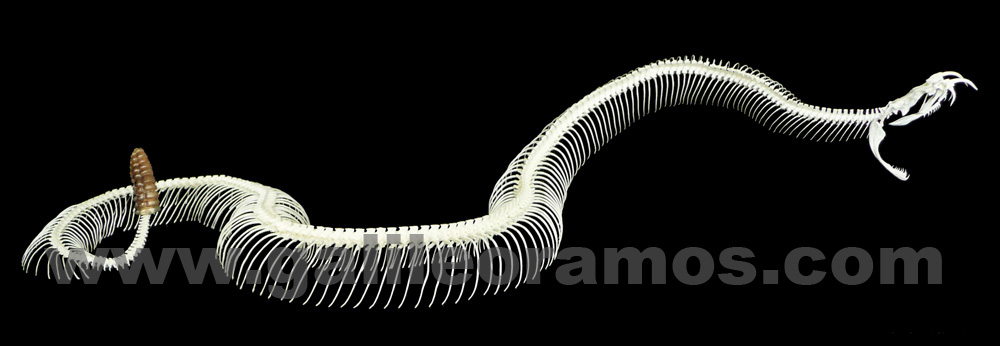 Crotalus atrox 2016A - 01 Skeleton - Fondo Negro