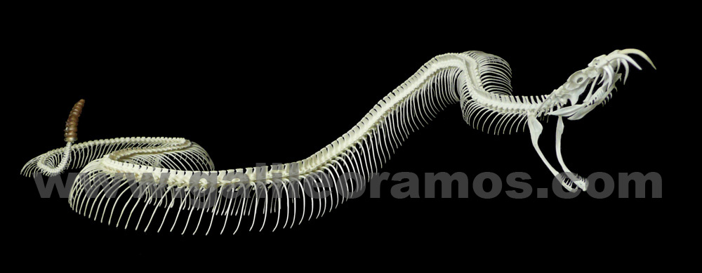 Crotalus atrox 2016A - 04 Skeleton - Fondo Negro