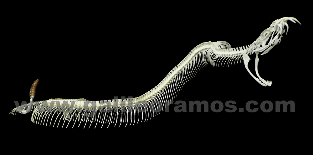 Crotalus atrox 2016A - 05 Skeleton - Fondo Negro